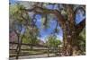 Utah, Capitol Reef National Park. Old Cottonwood Tree and Fence-Jaynes Gallery-Mounted Photographic Print