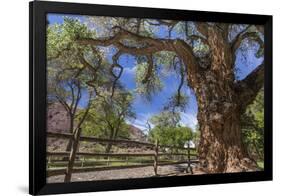 Utah, Capitol Reef National Park. Old Cottonwood Tree and Fence-Jaynes Gallery-Framed Photographic Print