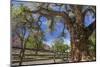Utah, Capitol Reef National Park. Old Cottonwood Tree and Fence-Jaynes Gallery-Mounted Photographic Print