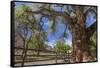 Utah, Capitol Reef National Park. Old Cottonwood Tree and Fence-Jaynes Gallery-Framed Stretched Canvas