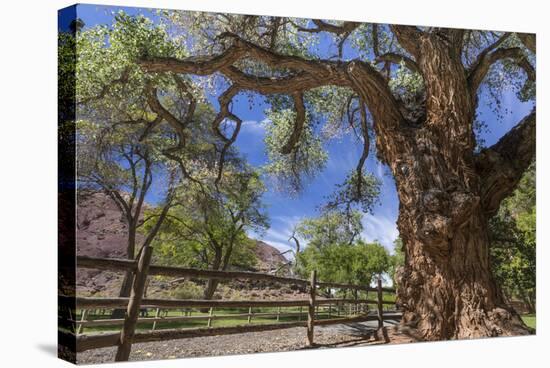 Utah, Capitol Reef National Park. Old Cottonwood Tree and Fence-Jaynes Gallery-Stretched Canvas