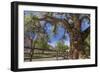 Utah, Capitol Reef National Park. Old Cottonwood Tree and Fence-Jaynes Gallery-Framed Photographic Print