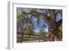 Utah, Capitol Reef National Park. Old Cottonwood Tree and Fence-Jaynes Gallery-Framed Photographic Print