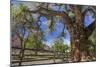 Utah, Capitol Reef National Park. Old Cottonwood Tree and Fence-Jaynes Gallery-Mounted Photographic Print