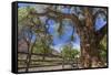 Utah, Capitol Reef National Park. Old Cottonwood Tree and Fence-Jaynes Gallery-Framed Stretched Canvas