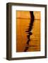 Utah. Detail, Colorful Abstract Reflections, Sunrise Reflections Off Tapestry Wall on Lake Powell-Judith Zimmerman-Framed Photographic Print