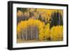 Utah, Dixie National Forest, Aspen Forest Along Highway 12-Jamie And Judy Wild-Framed Photographic Print