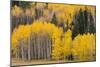 Utah, Dixie National Forest, Aspen Forest Along Highway 12-Jamie And Judy Wild-Mounted Photographic Print