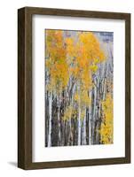 Utah, Dixie National Forest, Aspen Forest Along Highway 12-Jamie And Judy Wild-Framed Photographic Print