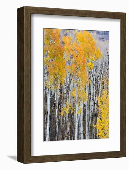 Utah, Dixie National Forest, Aspen Forest Along Highway 12-Jamie And Judy Wild-Framed Photographic Print