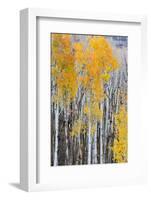 Utah, Dixie National Forest, Aspen Forest Along Highway 12-Jamie And Judy Wild-Framed Photographic Print