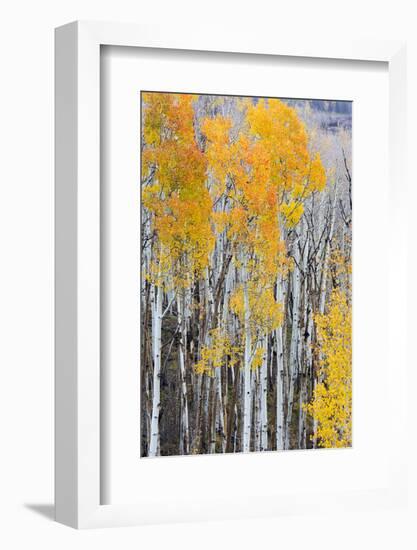 Utah, Dixie National Forest, Aspen Forest Along Highway 12-Jamie And Judy Wild-Framed Photographic Print