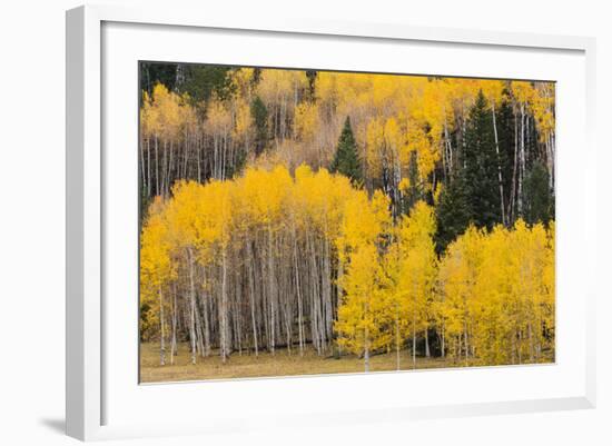 Utah, Dixie National Forest, Aspen Forest Along Highway 12-Jamie And Judy Wild-Framed Photographic Print