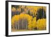 Utah, Dixie National Forest, Aspen Forest Along Highway 12-Jamie And Judy Wild-Framed Photographic Print