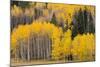 Utah, Dixie National Forest, Aspen Forest Along Highway 12-Jamie And Judy Wild-Mounted Photographic Print