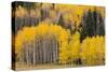 Utah, Dixie National Forest, Aspen Forest Along Highway 12-Jamie And Judy Wild-Stretched Canvas