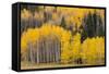 Utah, Dixie National Forest, Aspen Forest Along Highway 12-Jamie And Judy Wild-Framed Stretched Canvas