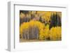 Utah, Dixie National Forest, Aspen Forest Along Highway 12-Jamie And Judy Wild-Framed Photographic Print