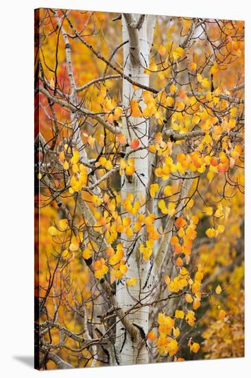 Utah, Dixie National Forest, Aspen Forest Along Highway 12-Jamie And Judy Wild-Stretched Canvas