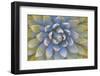 Utah, Dixie National Forest. Close Up of Yucca Plant-Jaynes Gallery-Framed Photographic Print