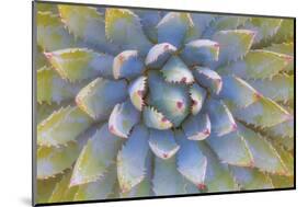 Utah, Dixie National Forest. Close Up of Yucca Plant-Jaynes Gallery-Mounted Photographic Print