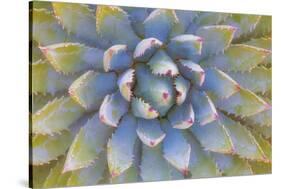 Utah, Dixie National Forest. Close Up of Yucca Plant-Jaynes Gallery-Stretched Canvas