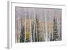 Utah, Fishlake National Forest. Aspen and Conifer Trees-Jaynes Gallery-Framed Photographic Print