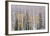 Utah, Fishlake National Forest. Aspen and Conifer Trees-Jaynes Gallery-Framed Photographic Print