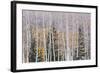 Utah, Fishlake National Forest. Aspen and Conifer Trees-Jaynes Gallery-Framed Photographic Print