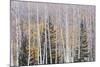 Utah, Fishlake National Forest. Aspen and Conifer Trees-Jaynes Gallery-Mounted Photographic Print