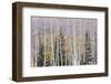 Utah, Fishlake National Forest. Aspen and Conifer Trees-Jaynes Gallery-Framed Photographic Print