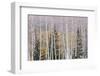 Utah, Fishlake National Forest. Aspen and Conifer Trees-Jaynes Gallery-Framed Photographic Print