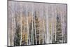 Utah, Fishlake National Forest. Aspen and Conifer Trees-Jaynes Gallery-Mounted Photographic Print