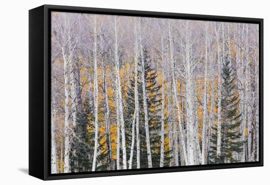 Utah, Fishlake National Forest. Aspen and Conifer Trees-Jaynes Gallery-Framed Stretched Canvas