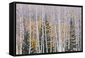 Utah, Fishlake National Forest. Aspen and Conifer Trees-Jaynes Gallery-Framed Stretched Canvas