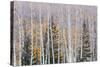 Utah, Fishlake National Forest. Aspen and Conifer Trees-Jaynes Gallery-Stretched Canvas