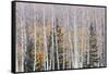 Utah, Fishlake National Forest. Aspen and Conifer Trees-Jaynes Gallery-Framed Stretched Canvas