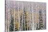 Utah, Fishlake National Forest. Aspen and Conifer Trees-Jaynes Gallery-Stretched Canvas