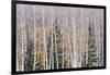 Utah, Fishlake National Forest. Aspen and Conifer Trees-Jaynes Gallery-Framed Photographic Print