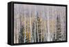 Utah, Fishlake National Forest. Aspen and Conifer Trees-Jaynes Gallery-Framed Stretched Canvas