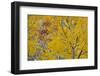 Utah, Fishlake National Forest. Aspen Trees in Autumn-Jaynes Gallery-Framed Photographic Print