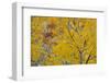 Utah, Fishlake National Forest. Aspen Trees in Autumn-Jaynes Gallery-Framed Photographic Print