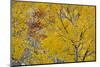 Utah, Fishlake National Forest. Aspen Trees in Autumn-Jaynes Gallery-Mounted Photographic Print
