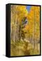 Utah, Fishlake National Forest. Trail in Aspen Trees-Jaynes Gallery-Framed Stretched Canvas