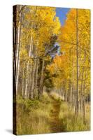 Utah, Fishlake National Forest. Trail in Aspen Trees-Jaynes Gallery-Stretched Canvas