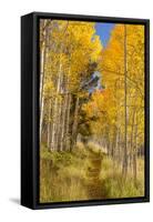 Utah, Fishlake National Forest. Trail in Aspen Trees-Jaynes Gallery-Framed Stretched Canvas