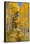 Utah, Fishlake National Forest. Trail in Aspen Trees-Jaynes Gallery-Framed Stretched Canvas