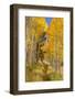 Utah, Fishlake National Forest. Trail in Aspen Trees-Jaynes Gallery-Framed Photographic Print