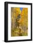 Utah, Fishlake National Forest. Trail in Aspen Trees-Jaynes Gallery-Framed Photographic Print