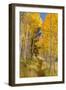 Utah, Fishlake National Forest. Trail in Aspen Trees-Jaynes Gallery-Framed Photographic Print